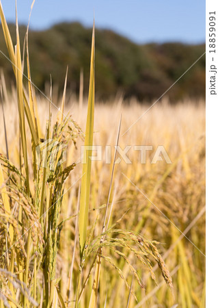 水稲 たちすがた 水稲 たちすがた 18859091