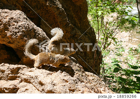 リス　ザイオン国立公園 18859266