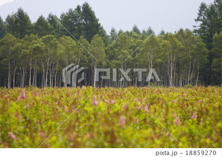 ホザキシモツケの群生　奥日光の湿原 18859270