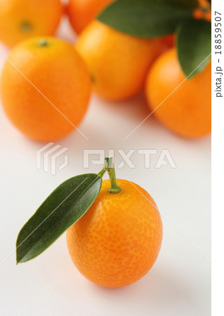 キンカン 18859507