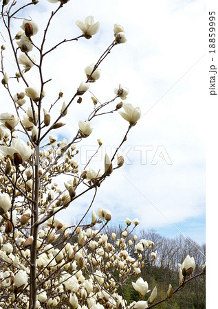 春　樹木　モクレン 18859995