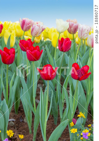 Field of Tulip Flowers Against Blue Sky 18860717