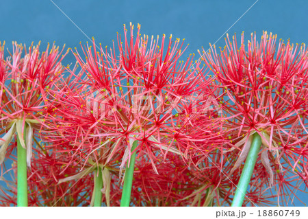 Fireball lily on high elevation, Red Flower. Fireball lily on high elevation, Red Flower. 18860749
