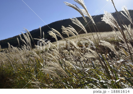 箱根仙石原すすき草原 18861614