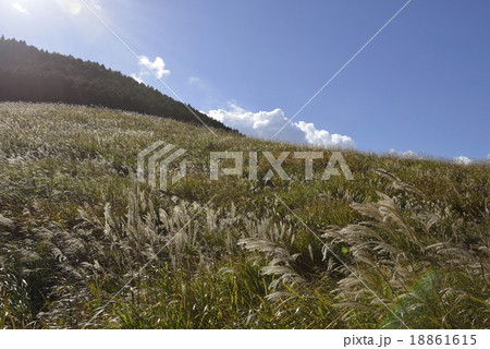 黄金色のススキ穂波 18861615