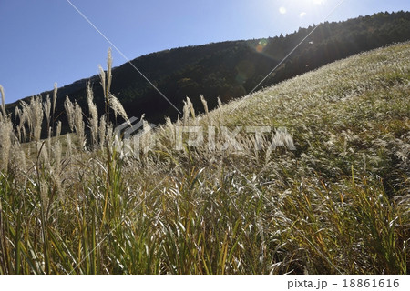 黄金色のススキ穂波 18861616