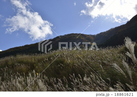 箱根の紅葉　仙石原すすき草原 18861621