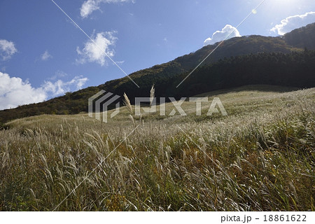 黄金色のススキ穂波 18861622