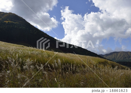 箱根仙石原すすき草原　散策路 18861623