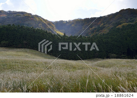 箱根の紅葉　仙石原すすき草原 18861624