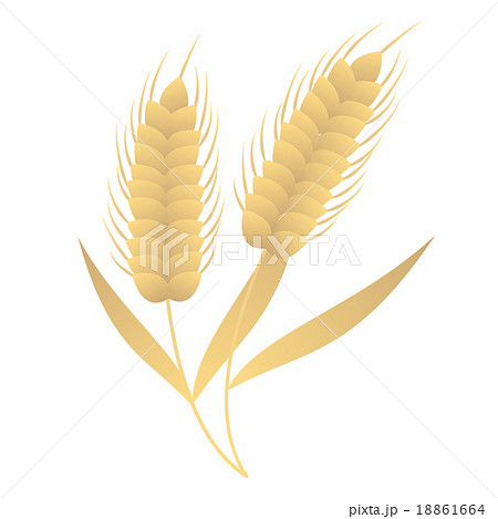 小麦のベーシックなイラストカット素材 穀物 食べ物 アレルゲン 白背景jpg 背景透過pngのイラスト素材