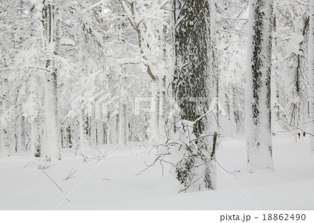 冬の八甲田山 18862490
