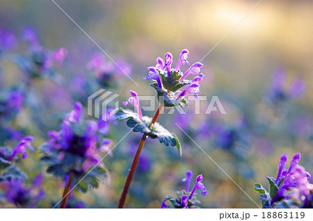 朝陽に映えるホトケノザ 18863119