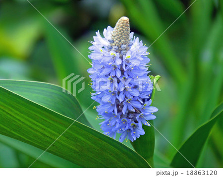 ポンテデリア 18863120