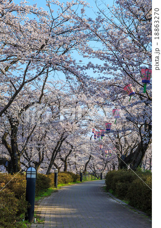 早朝の桜並木 18863270