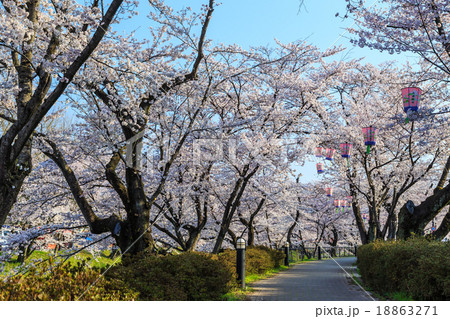 早朝の桜並木 18863271