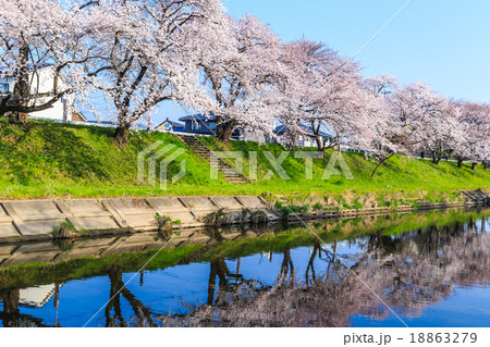早朝の桜並木 早朝の桜並木 18863279