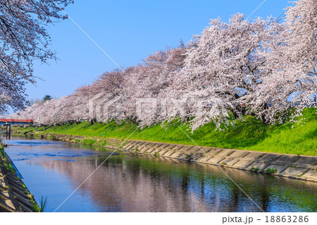 早朝の桜並木 早朝の桜並木 18863286