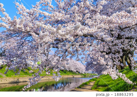 早朝の桜並木 18863295