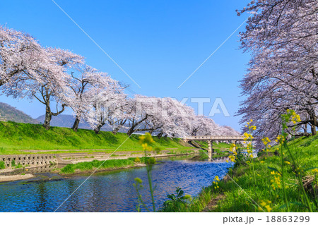 早朝の桜並木 早朝の桜並木 18863299