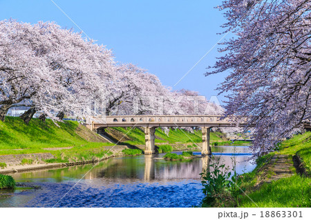 早朝の桜並木 早朝の桜並木 18863301