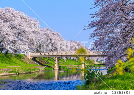 早朝の桜並木 早朝の桜並木 18863302