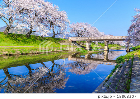 早朝の桜並木 早朝の桜並木 18863307