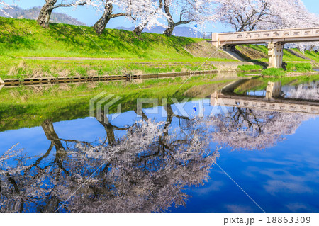 早朝の桜並木 18863309