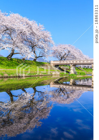 早朝の桜並木 早朝の桜並木 18863311