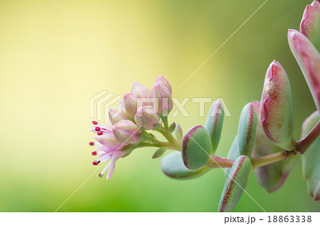 咲き始めた斑入りミセバヤ 18863338