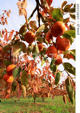 富有柿 18863389