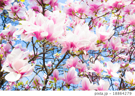 Magnolia tree blossom. Magnolia tree blossom. 18864279