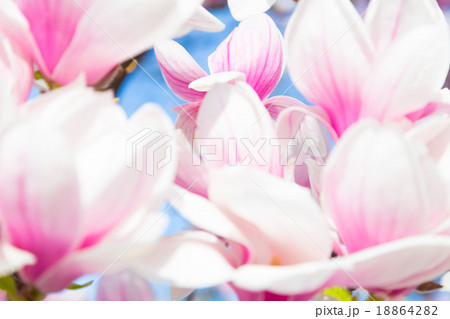 Magnolia tree blossom. 18864282