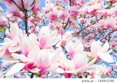 Magnolia tree blossom. Magnolia tree blossom. 18864286