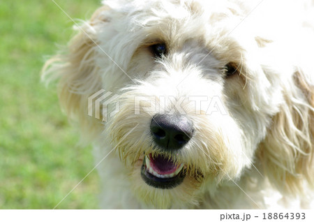 ゴールデンドゥードル 18864393