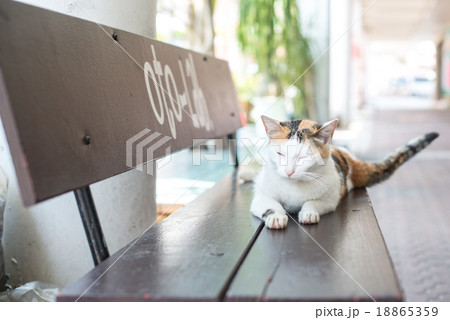 ベンチで休憩する猫 ベンチで休憩する猫 18865359