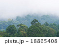 Fog in the forest 18865408