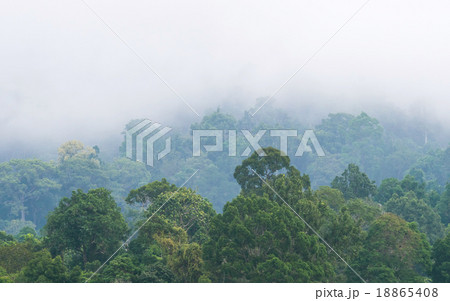 Fog in the forest 18865408