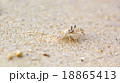 Crab background 18865413