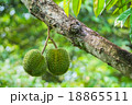 Queen of fruit is Durian  18865511