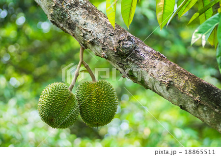 Queen of fruit is Durian  18865511