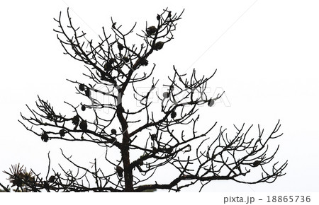 Bare pine tree branches with cones 18865736