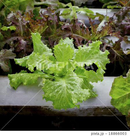Organic hydroponic vegetable cultivation farm Organic hydroponic vegetable cultivation farm 18866003