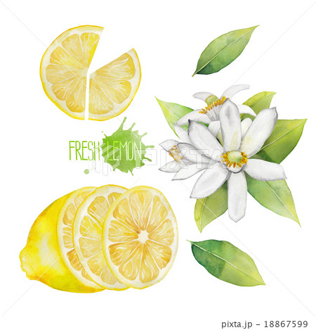 Watercolor Lemon Collectionのイラスト素材
