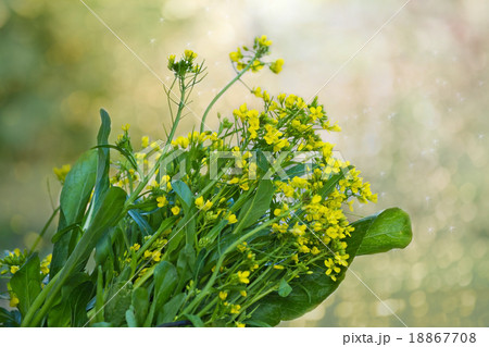 Green vegetable in garden, Choy sum,  18867708