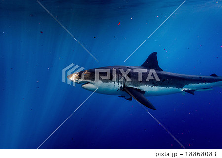 Great White shark ready to attack 18868083
