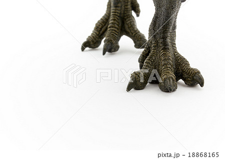 ティラノサウルスの脚の写真素材