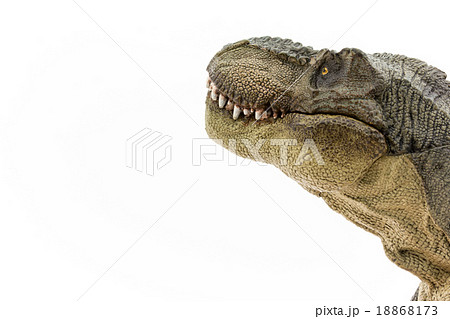 見つめるティラノサウルス 18868173