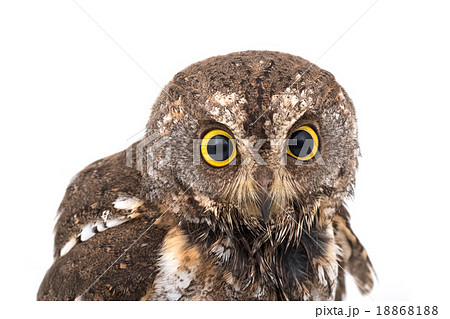 Oriental scops owl isolate on white background Oriental scops owl isolate on white background 18868188