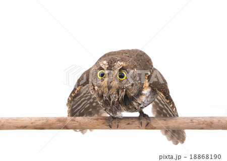 Oriental scops owl isolate on white background Oriental scops owl isolate on white background 18868190